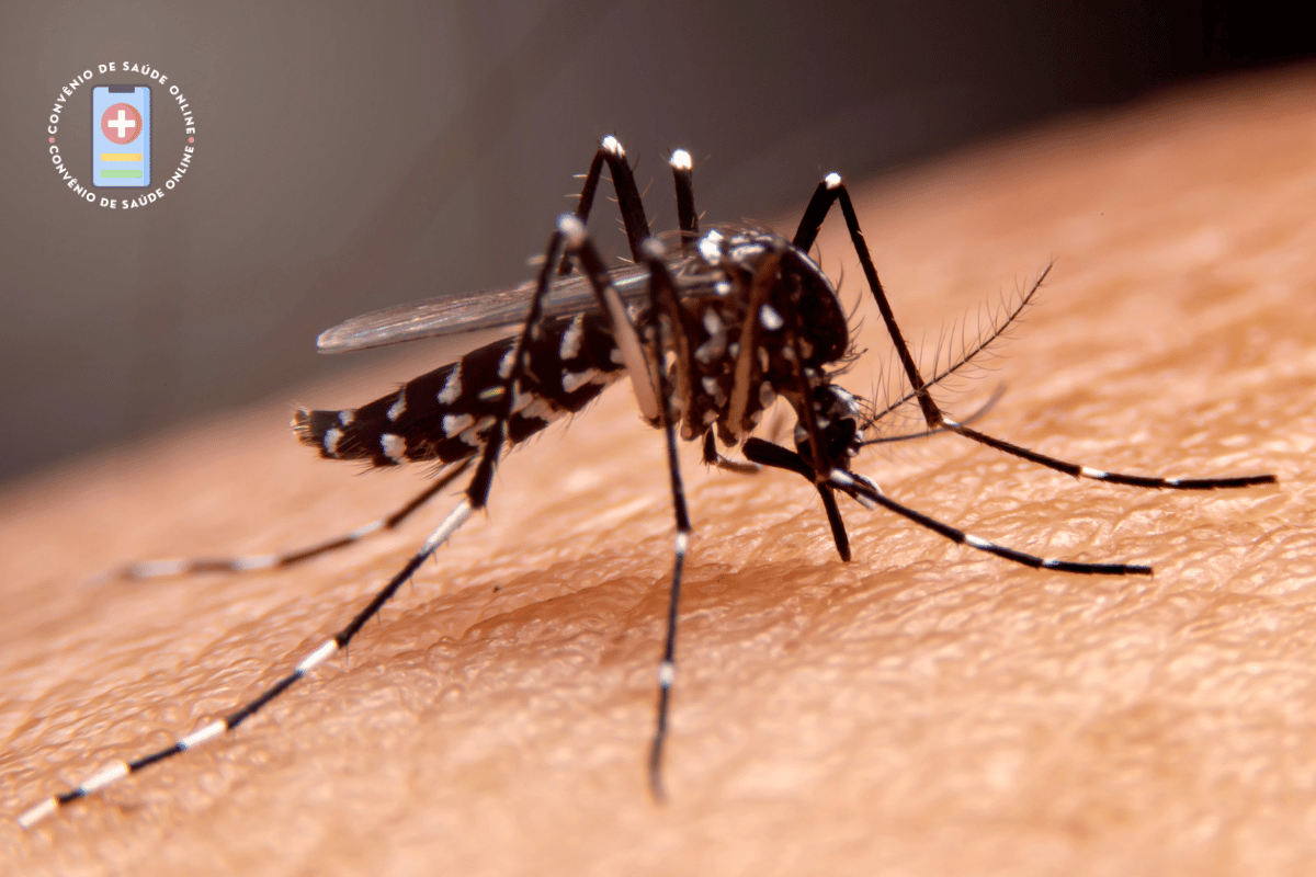 Conheça 5 Jeitos de Evitar a Dengue